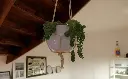plant-2628551_960_720-artesania-ecocord-min.webp