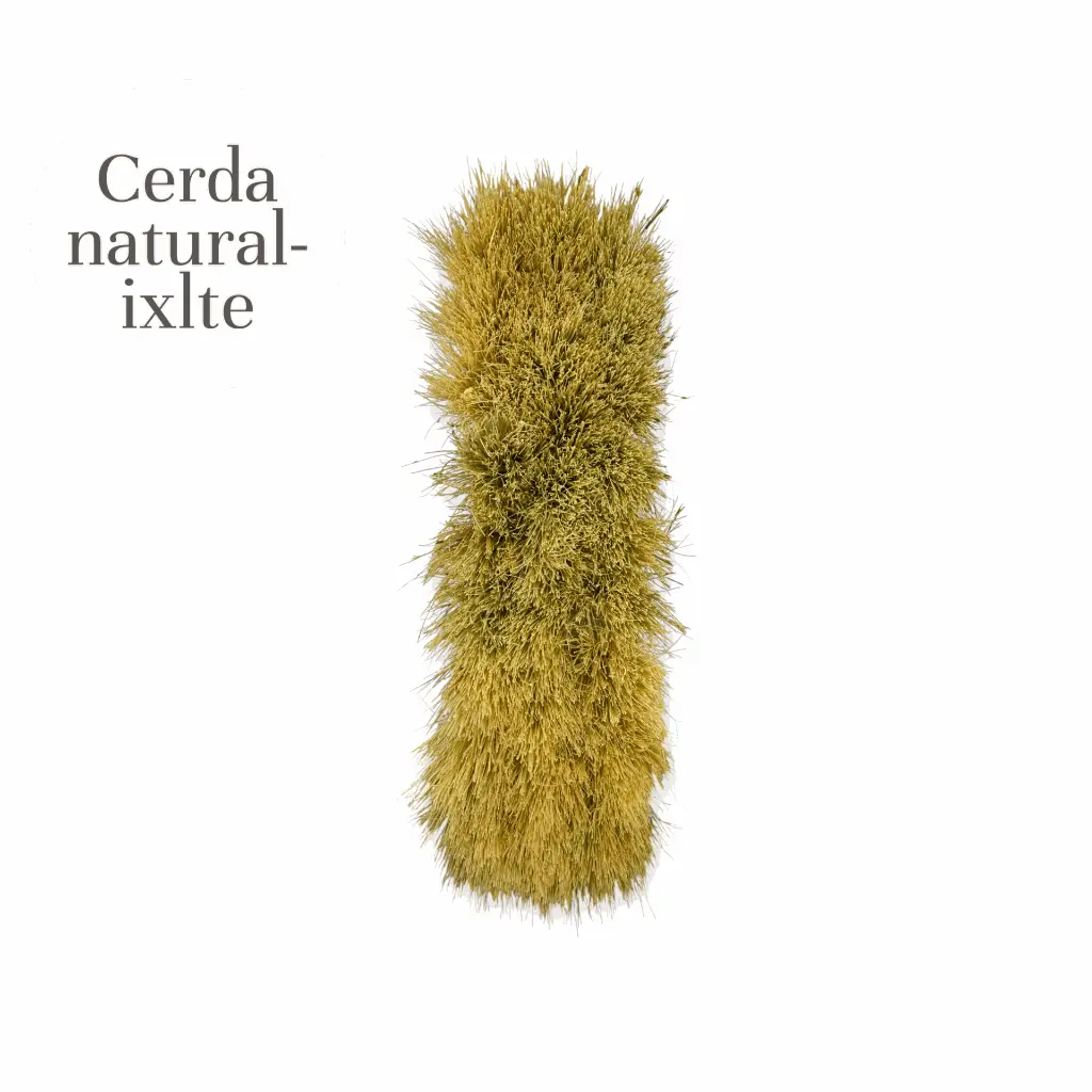CEPILLO IXTLE 25cm SIN MANGO  (3).webp